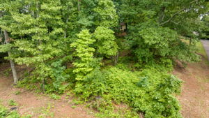 Image-6