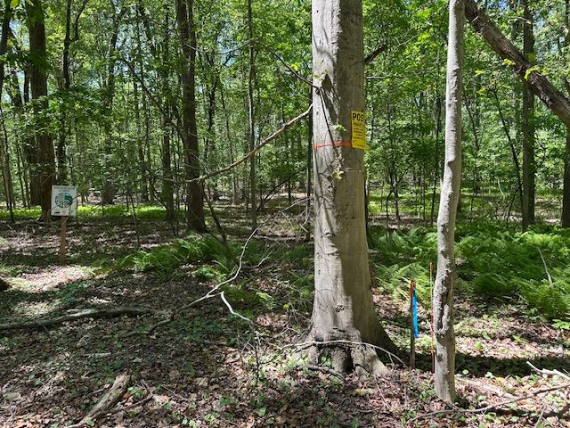 1SR MARKER AT NORTHEAST CORNER OF LOT
