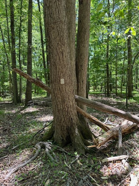 TREES MARKED ALONG CENTER OF LOT