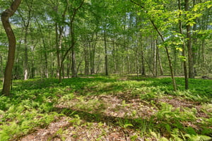 DSC00016.jpg