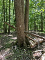 TREES MARKED ALONG CENTER OF LOT