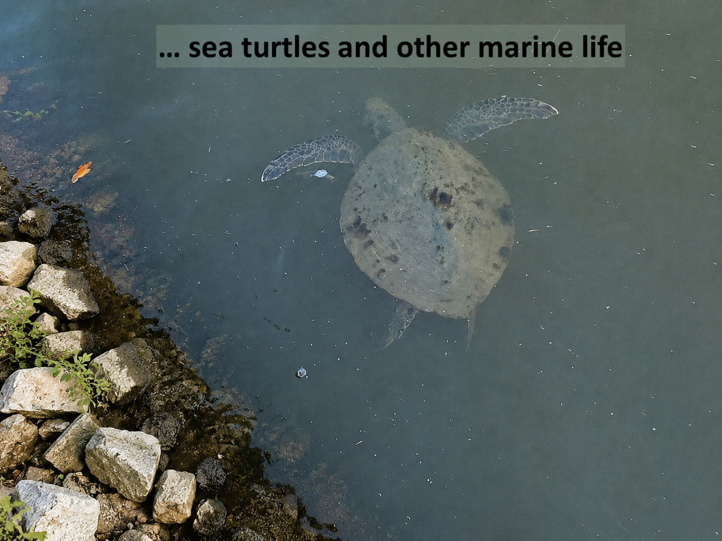 … with sea turtles and other marine life creating memorable moments along the water’s edge.