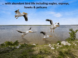 … while eagles, ospreys, hawks and pelicans bring the waterfront to life overhead.