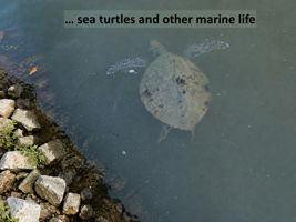 … with sea turtles and other marine life creating memorable moments along the water’s edge.