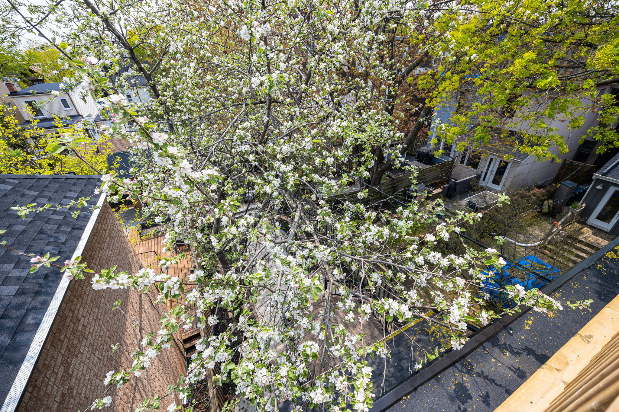Toronto property showcase — delivered property photograph 21
