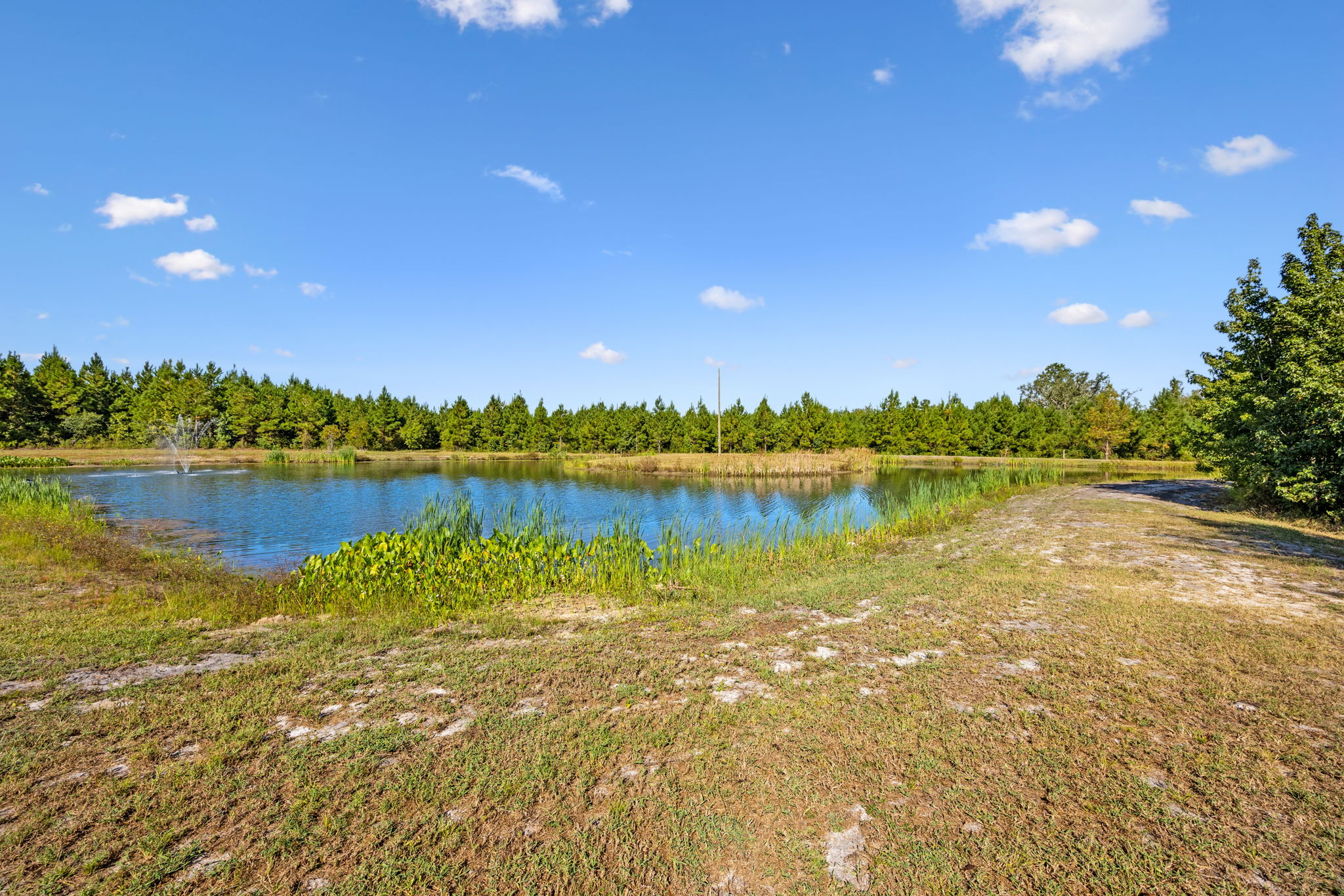 Pond