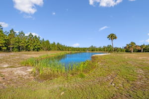 Pond
