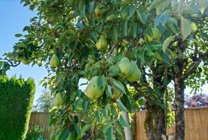  Photo 29
