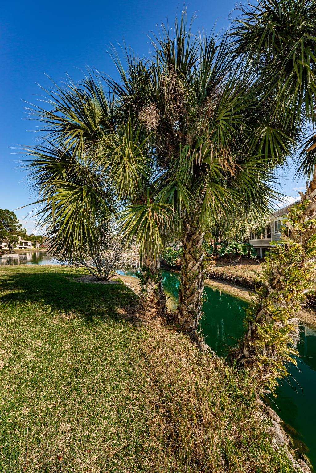Backyard5