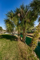Backyard5