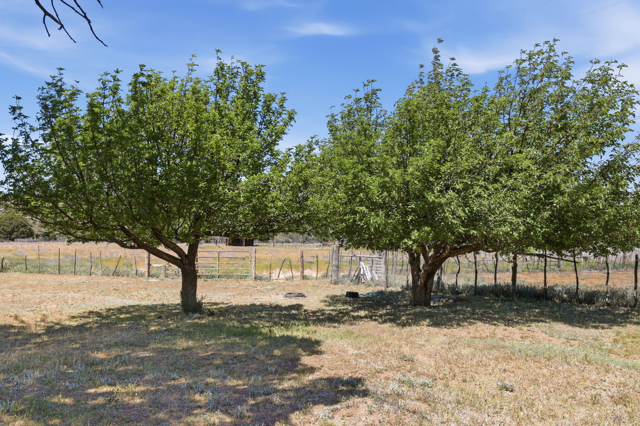 Orchard 2