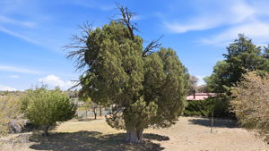 Juniper Wells Tree