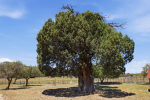 Juniper