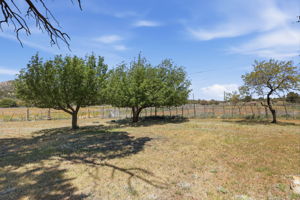 Orchard 1