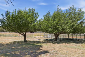 Orchard 2