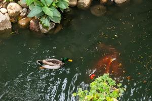  Photo 56