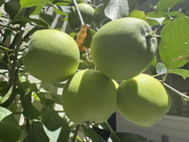  Photo 40