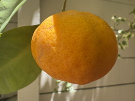  Photo 37