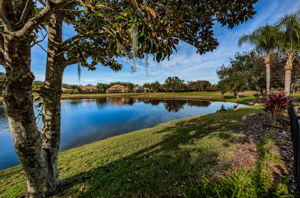 Backyard3