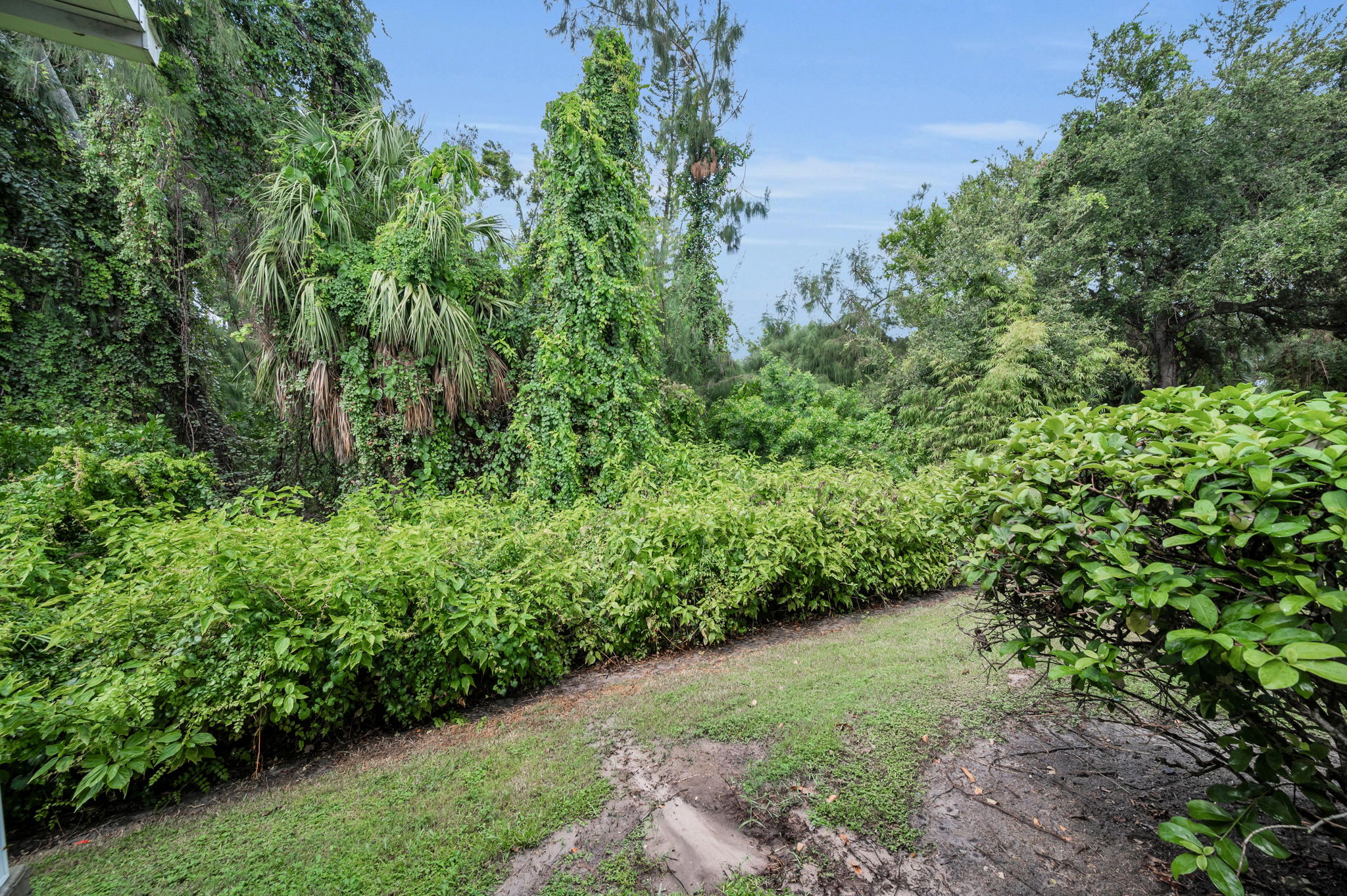 Backyard1