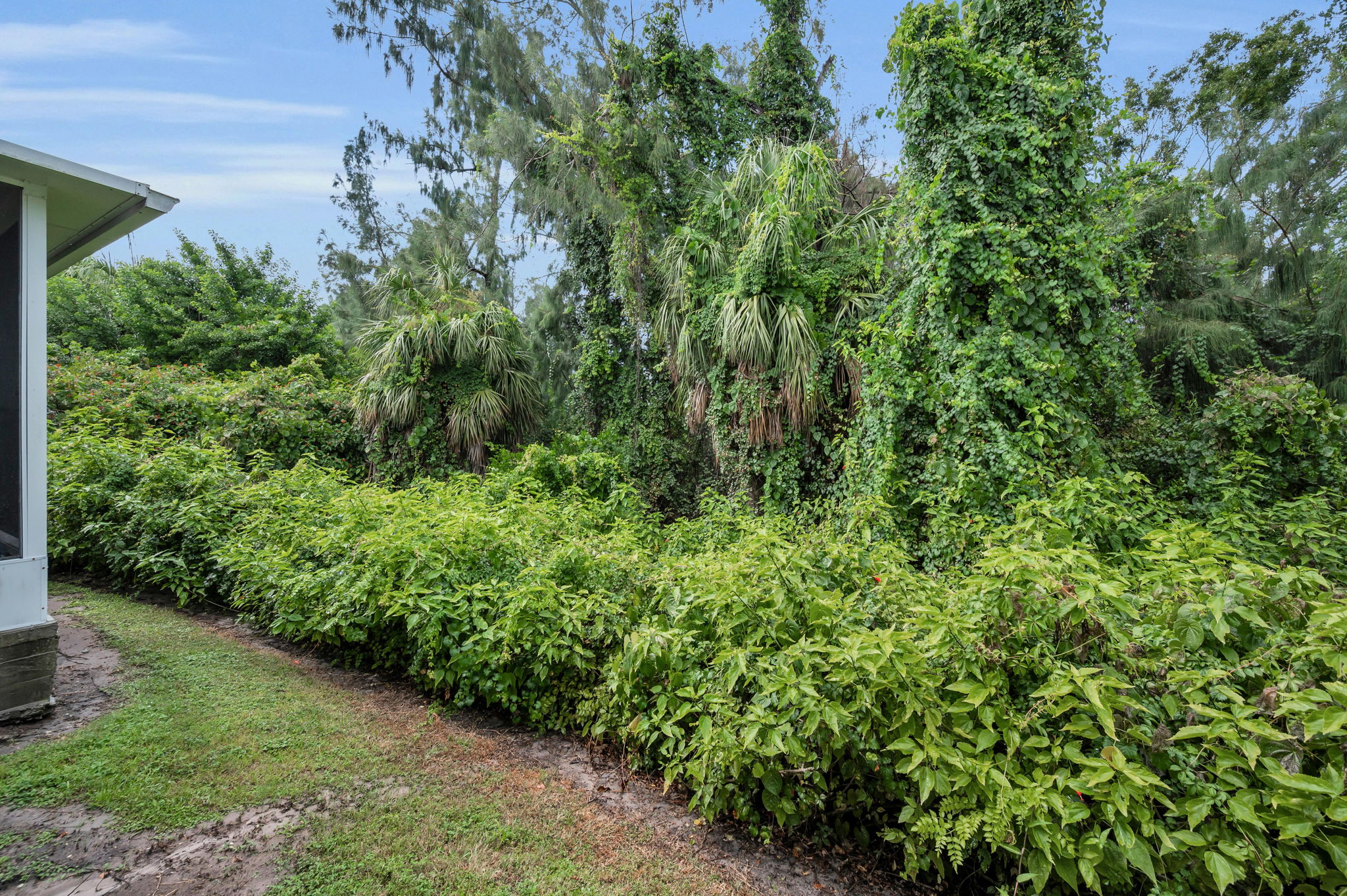 Backyard2