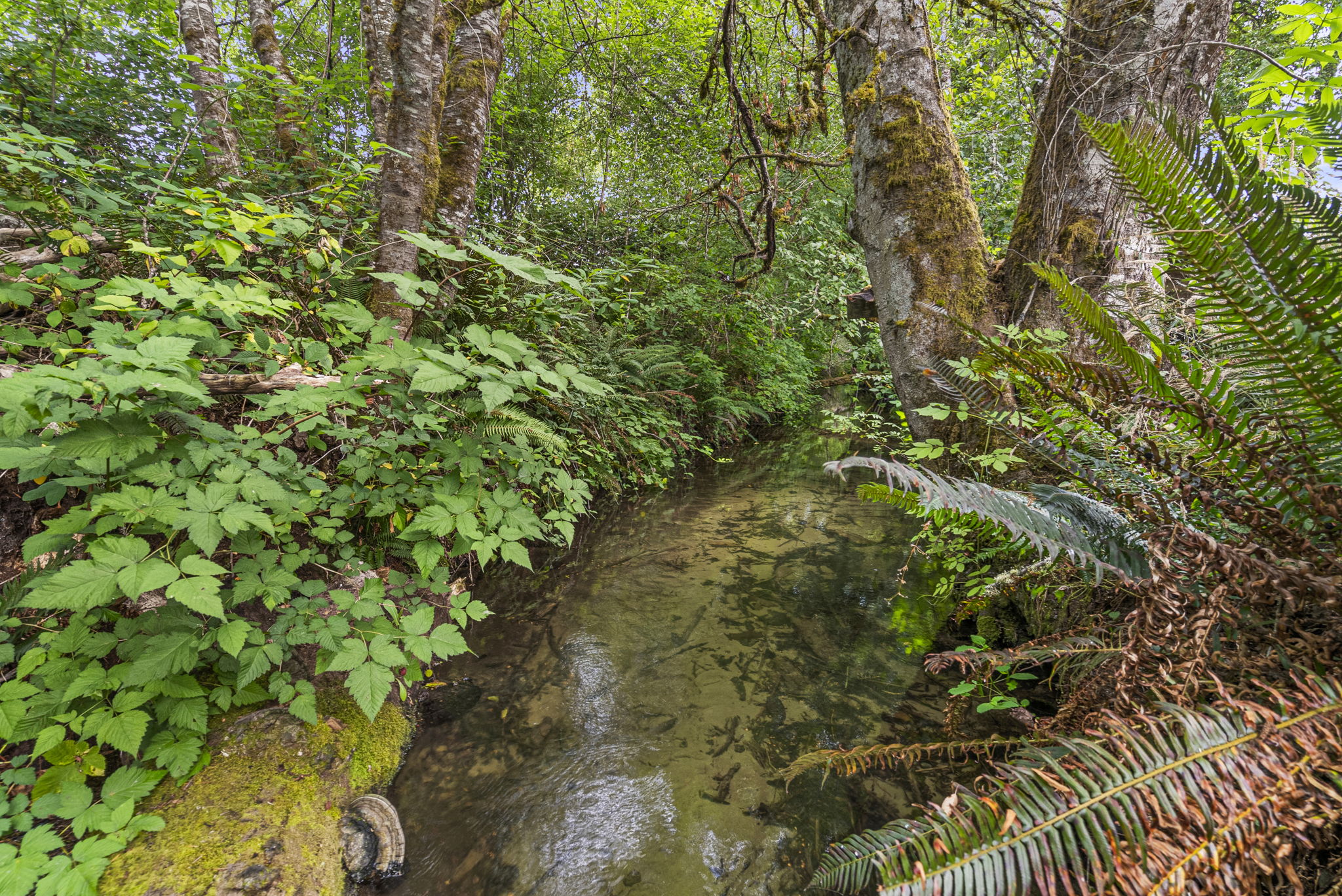 A peaceful natural creek setting