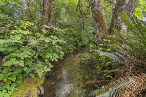 A peaceful natural creek setting