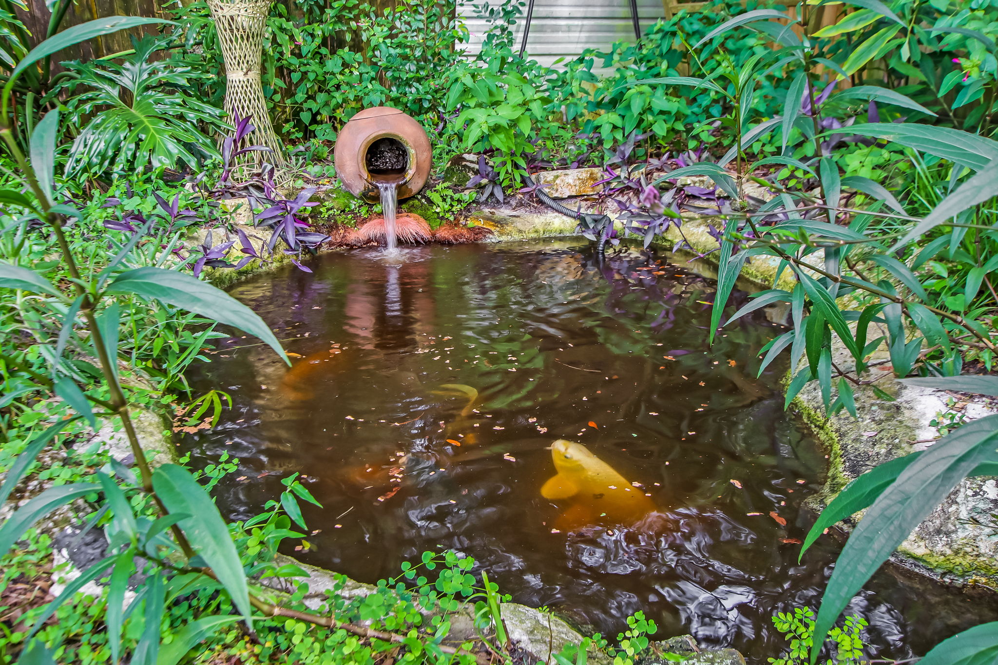 Koi Pond