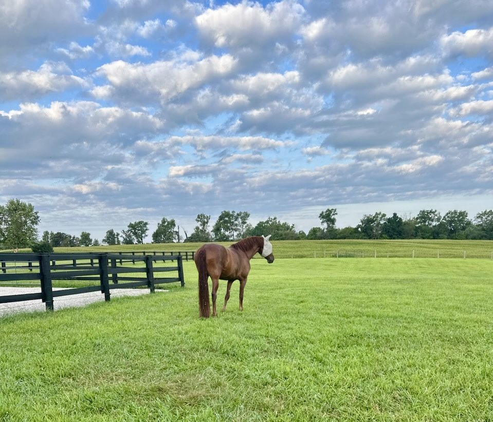 Acres & Acres of Fenced Pastures