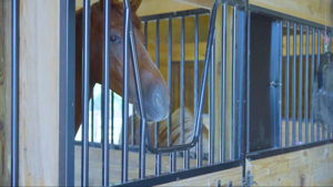 3 Stall Stable (Could be 4) 39’x34’