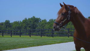 Fenced Pastures