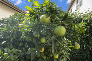  Photo 30