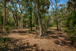Pinellas Park Equestrian Center Trails 2