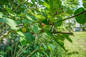 Fruit Tree