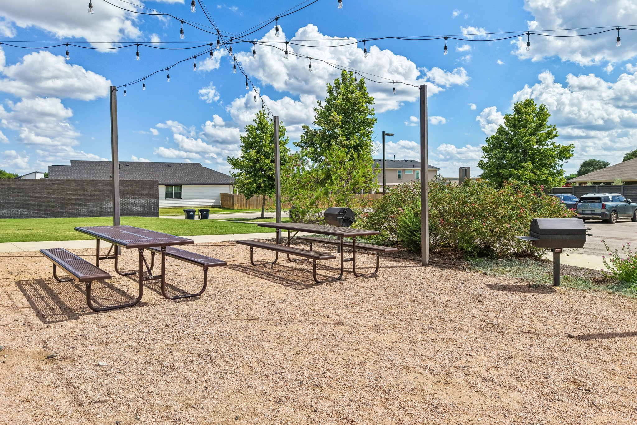 Filifera Ct-0407-905.jpg