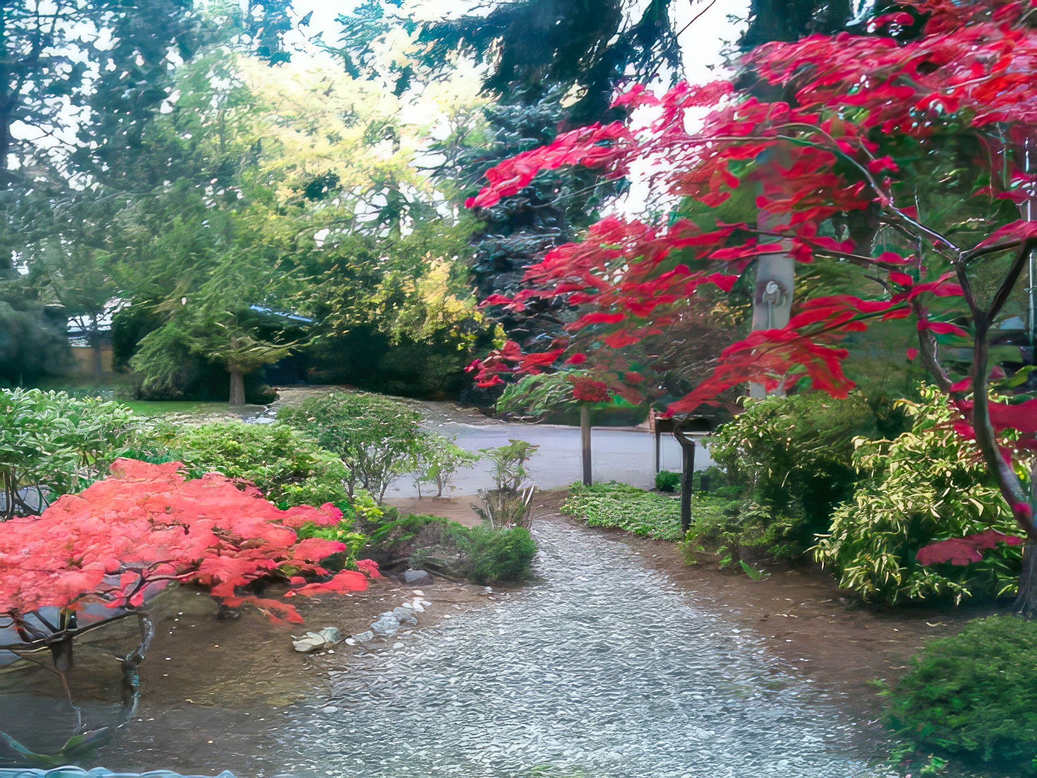 In the fall, the Japanese maple trees transform into dazzling displays of crimson reds, like fiery jewels against the sky.