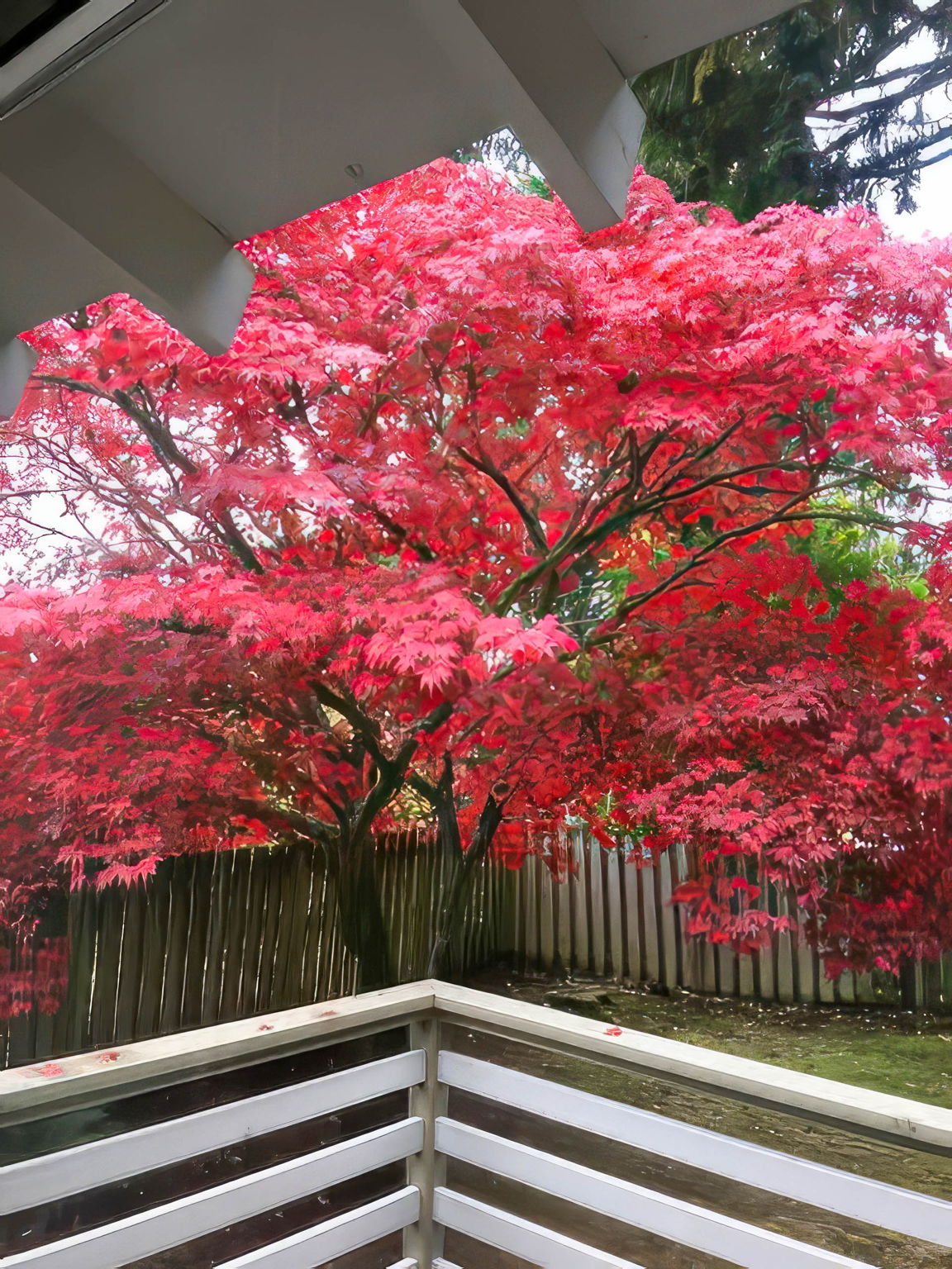 One of the maples in the backyard stands out with its majestic size and maturity. It is a rare and splendid sight to behold such an established and magnificent Japanese maple in this day and age.