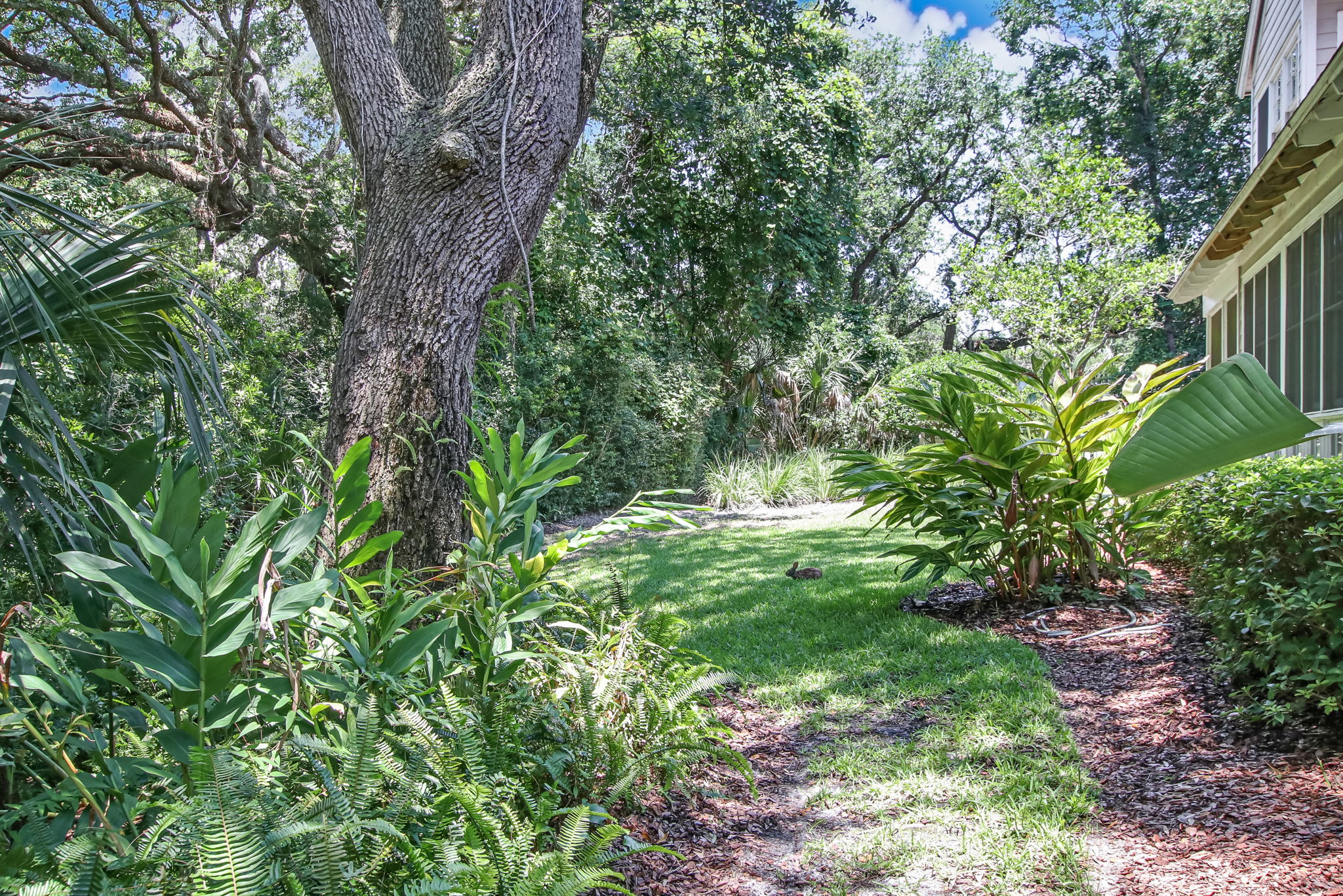 Back Yard