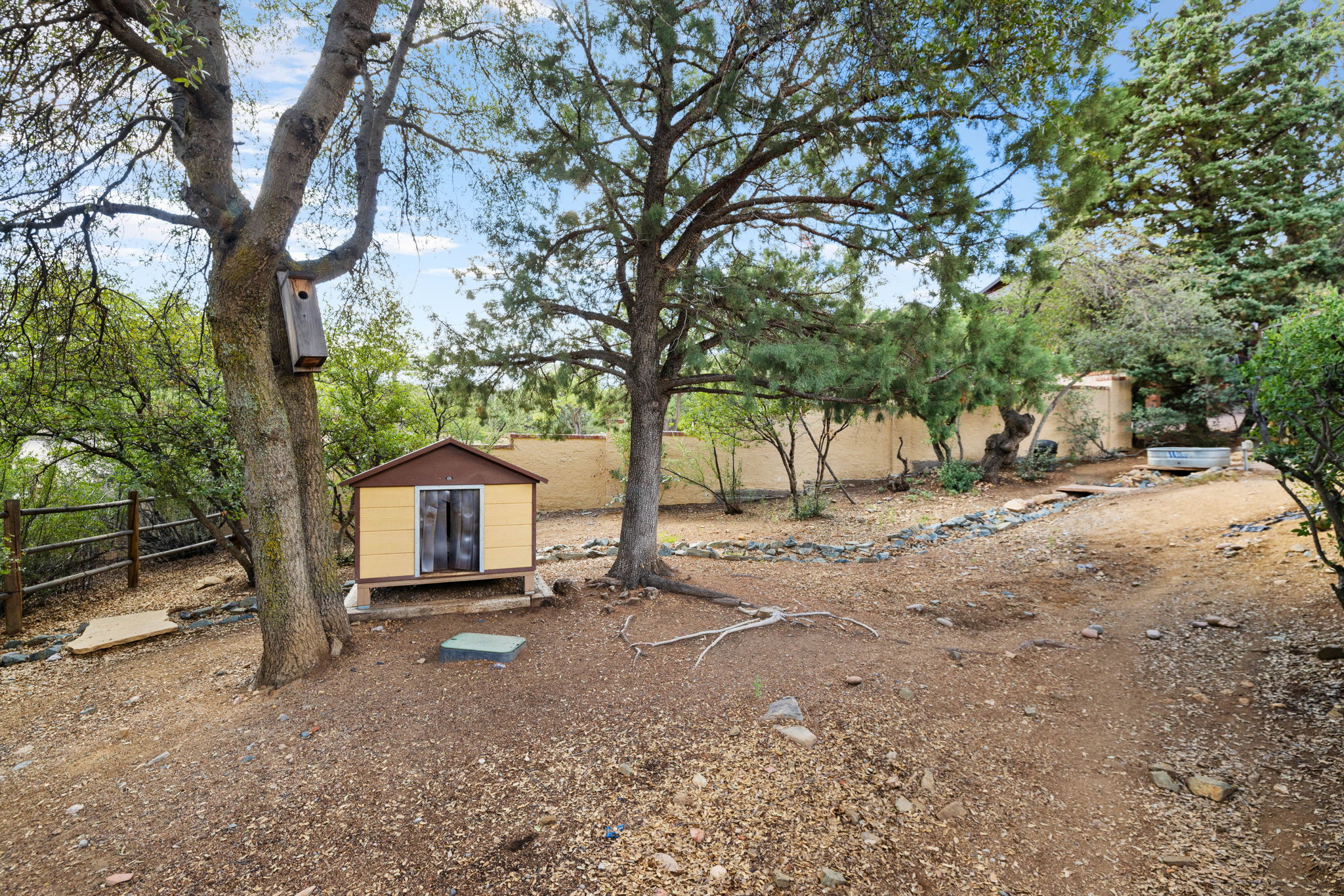 Backyard (1)