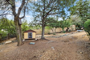 Backyard (1)