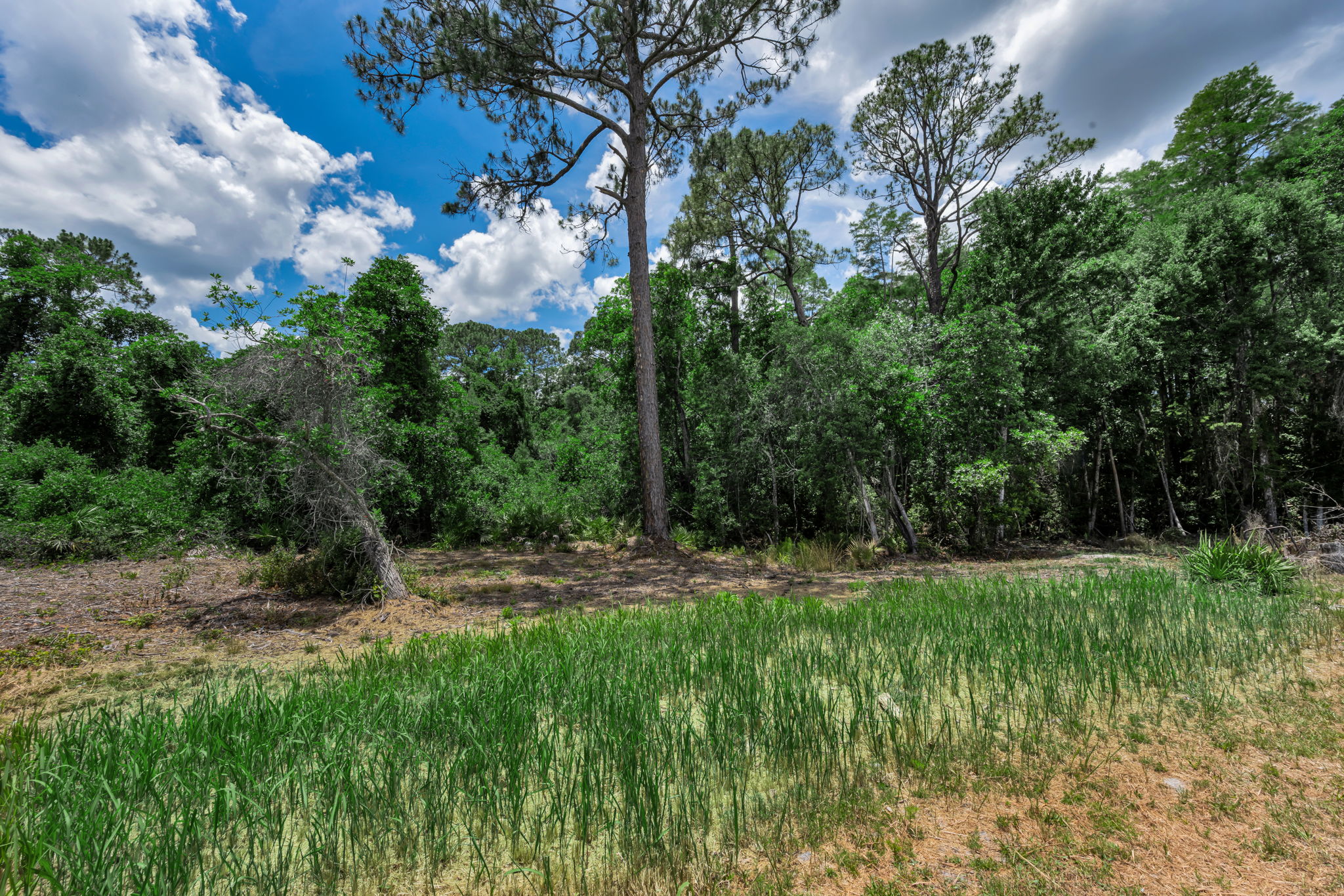 Backyard View 1