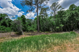 Backyard View 1