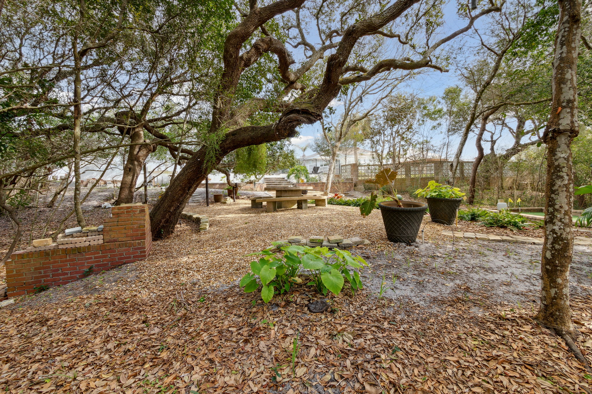 Backyard