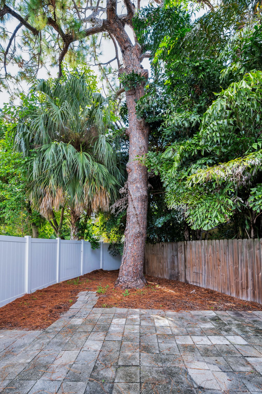 Backyard3
