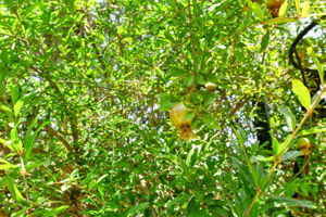  Photo 31
