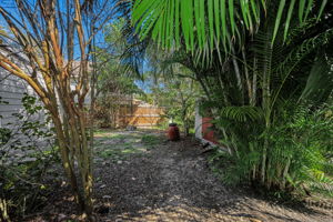 Backyard 1