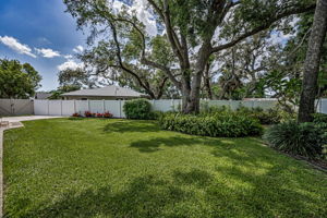Backyard1