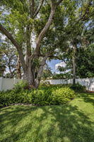Backyard3