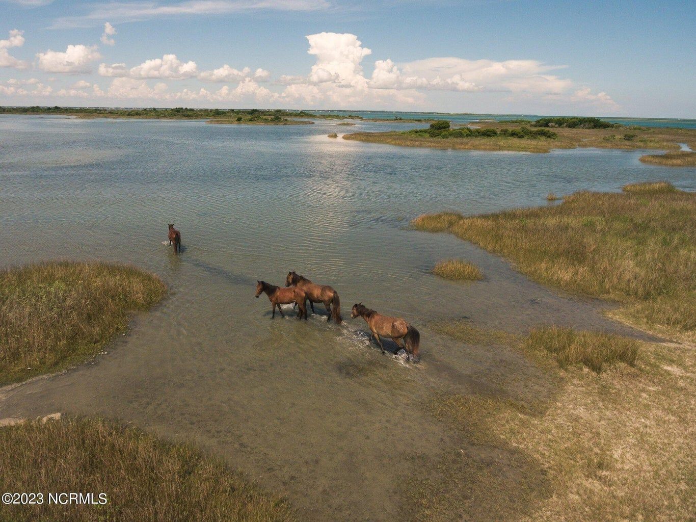 Wild Horses on Shackleford