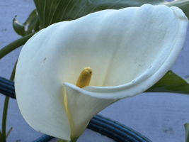  Photo 52